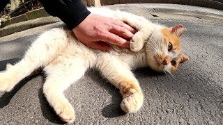 トコトコと近づいてきて、ゴロンと寝転がる茶シロ猫