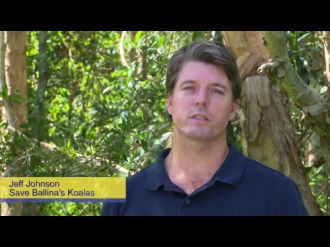 Save Ballina's Koalas