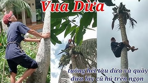 Vua Dừa Miền Tây//vua dừa leo cây dừa xưa rất cao cắt hết tàu tuông hết trái và lấy cũ hủ trên ngọn