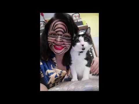 funny tupi meet zebra