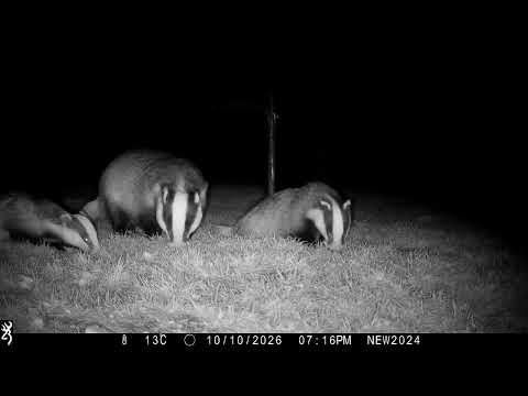 10th October 2026 Boris the badger Sophie and Tinker and brief visit from Mabel