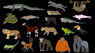 Rainforest Animals - @TheKidsPictureShow