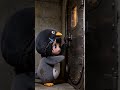 GuguGaga Penguin - Cutest Moments That Will Make You Smile