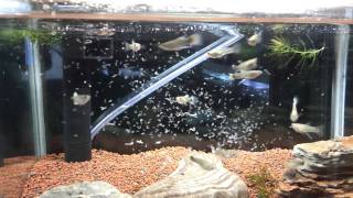 20111220_131630.mp4