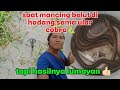 Saat ngurek di hadang ular cobra ❗❗ihh ngeri