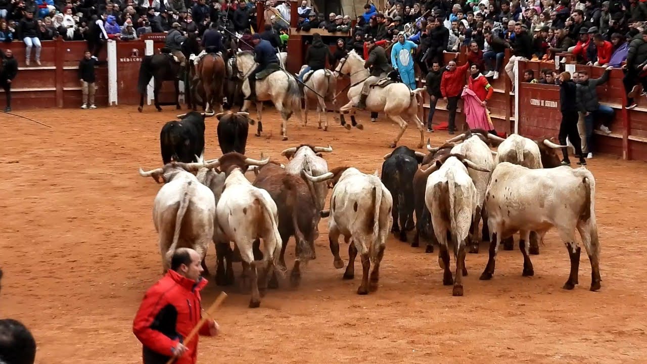 3. AS DE LA FIESTA en Ciudad Rodrigo, Carnaval del Toro 2-3-2025 (por Carlos Lopez Matias...