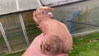 Узбекские бойные голуби Сергея (Германия) Pigeon culbutant Ouzbékistan