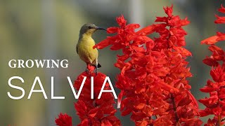 Growing Salvia Flower || How to Grow Salvia Plants