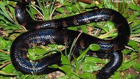 Cylindrophis Ruffus, Red-tailed Pipe Snake || Full HD Video (CuteBabyAnimals)