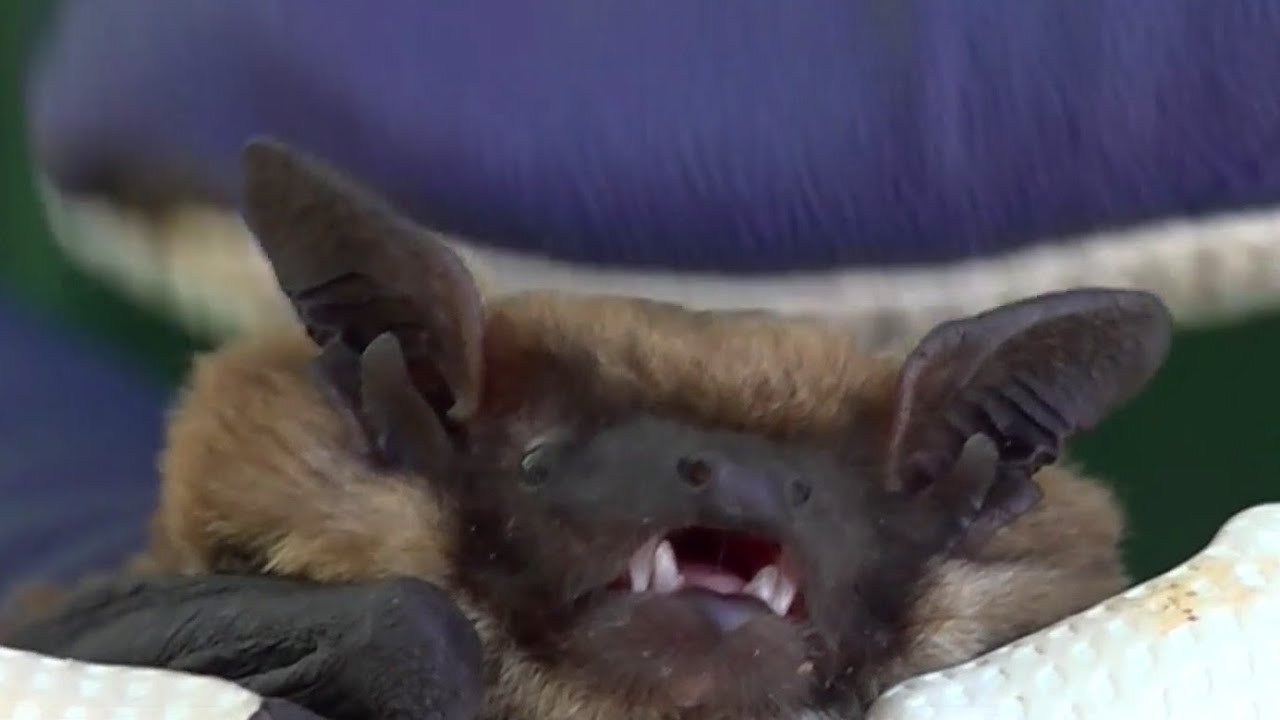 Bats move into Davis High gym, postponing dance YouTube