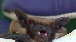 Bats move into Davis High gym, postponing homecoming dance