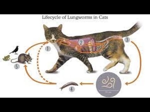 Video: Lungworms Sa Pusa