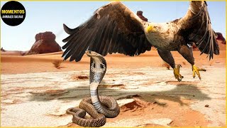 La Serpiente No Puede Escapar Del Arrebato Aéreo Del Águila | Animales Salvajes