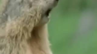 Alan Alan Alan Alan BBC Funny Talking Animals New