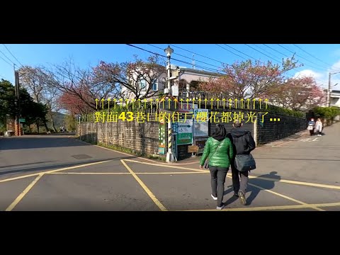 2020/2/1平菁街42巷賞櫻快閃...