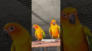 sun 🌞  Conure together ❤️ ✨️ #shorts #ytshorts