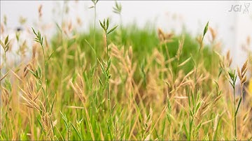 2020 JGI-UC Merced Internship: Exploring "junk" DNA in biofuel grasses