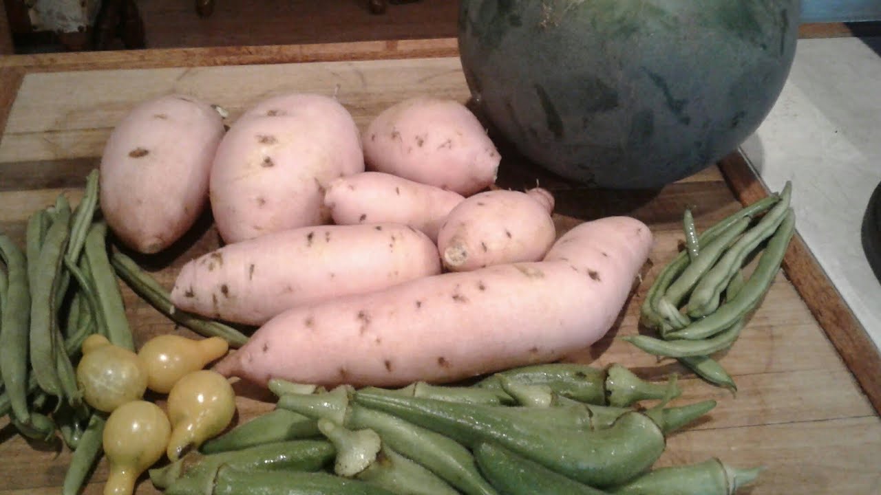 White Sweet Potatoes /// When to Harvest