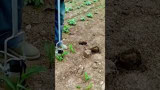 cool farming tools for moving plants #shorts