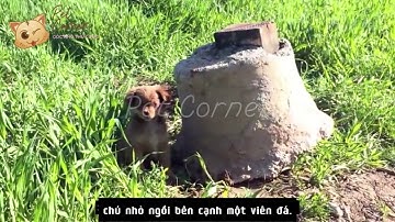Những chú mèo đáng thương bị bỏ rơi - Pet Corner