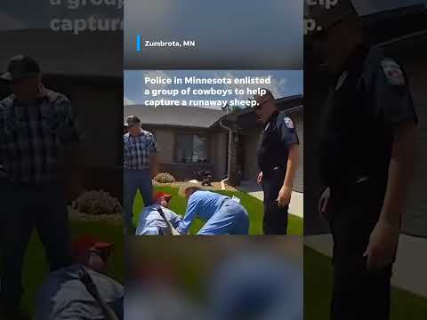 Cowboys help police catch a runaway sheep after officers failed to snag #Shorts