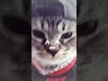 ^ _ ^❤️