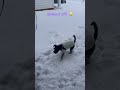 Hekate the Witchdog: Snow Day Chaos