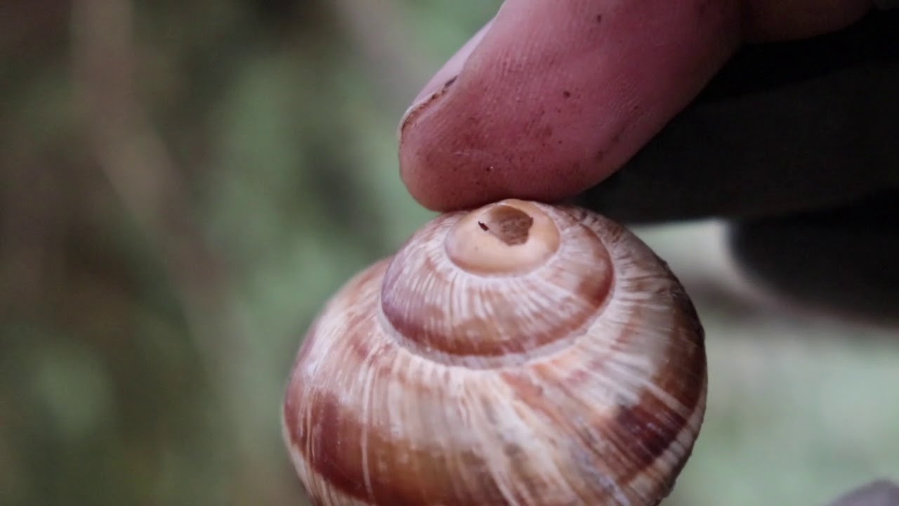 Survival diet? Cooking Snails In The Forest with 3 Knifes