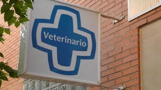 Иcпания VETERINARIO Ветеринарная Клиника в Alicante Репортаж SpainTur(Хорошая клиника, разумные цены, ноготь отстригли-замотали, 20 евро. Мое Агентство Недвижимости 