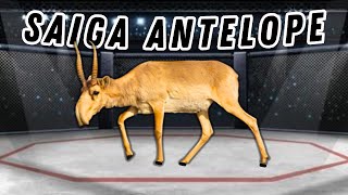 Rare and Endangered: Astonishing SAIGA ANTELOPE Facts