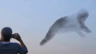 A Huge Flock of Birds Draws Strange Faces And Signs In the Sky. by Victorious Nature 1,490 views 1 year ago 12 minutes, 35 seconds