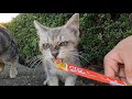 トコトコと歩いてきた子猫にチュールを与えてみると...無我夢中で食べる子猫がカワイイ❤ “kitten is very cute”❤