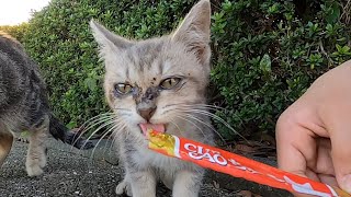 トコトコと歩いてきた子猫にチュールを与えてみると...無我夢中で食べる子猫がカワイイ❤ “kitten is very cute”❤