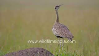 African Serenade: Black-bellied bustard's unique call resonates across the plains