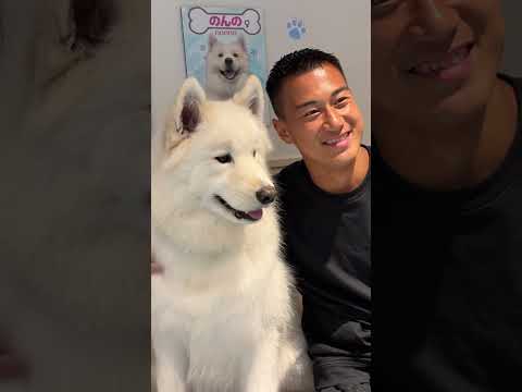 犬好き選手たちがサモエドカフェに行ってみた！ #北海道コンサドーレ札幌 #jリーグ #西野奨太 #田川知樹 #高木駿 #サモエド #コンサドーレ #consadole