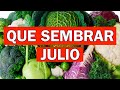 Que sembrar en JULIO || Cultivos JUNIOl || Calendario de siembra || Bananafabric