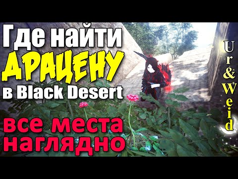 Где Найти Драцену в Black Desert: все места - удобно и наглядно/ Everlasting herb - all locations