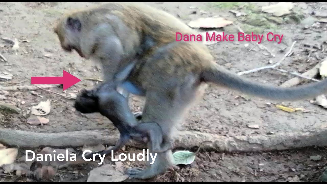 Breaking News, Dana Hit Her Baby Daniela Monkey Cry Very Loudly, Why Dana Make Baby Cry Like This