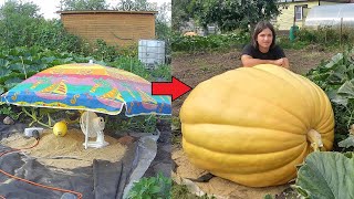Ускоренный рост тыквы 501 кг / 1104 lb Giant Pumpkin Timelapse
