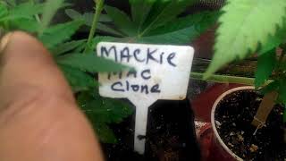 Veg update