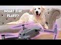 Leaving My Dog Alone With A Drone - Happy Licious