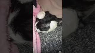 My cat like a baby! Suck nurse on my blanket! :)