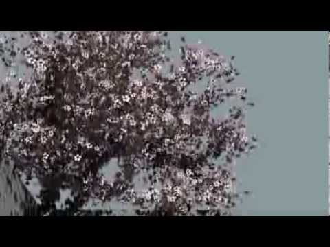 Hey Ho! Let's Grow! Cherry Tree Flowers