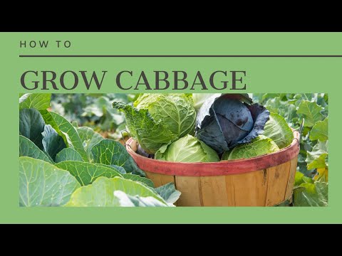 Video: Danish Ballhead Cabbage Care – Deense Ballhead Koolzaden planten