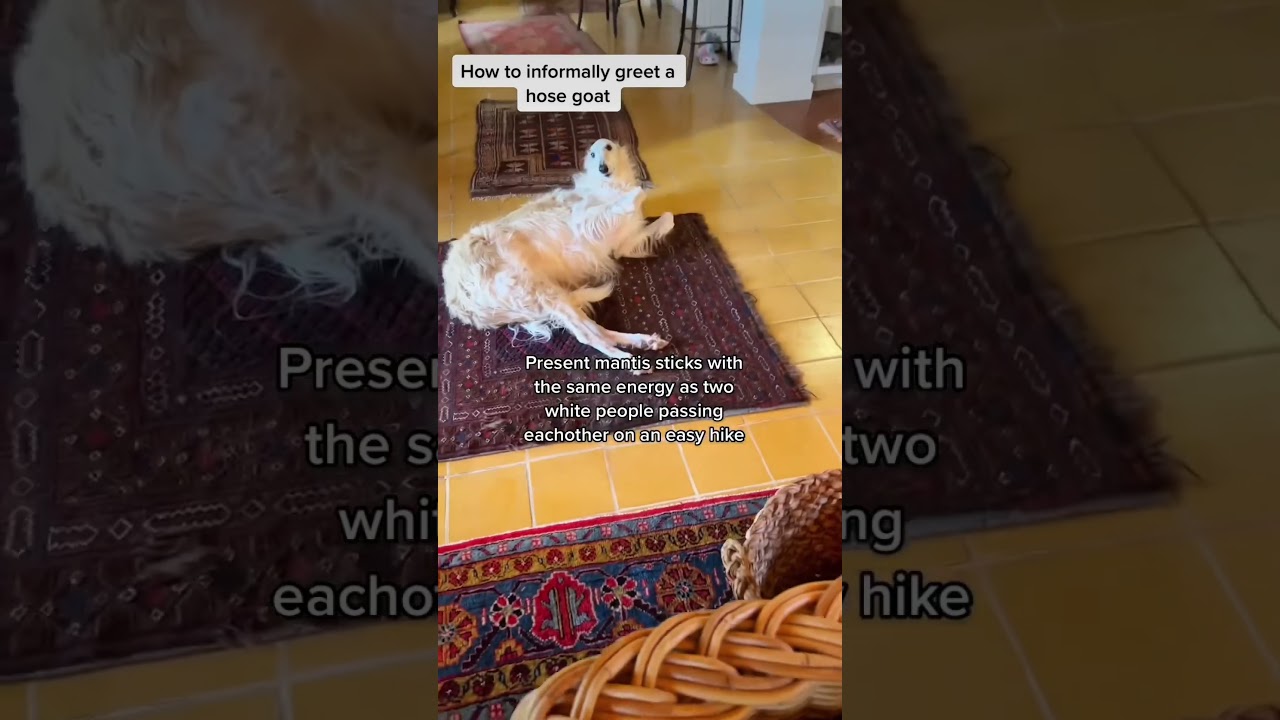 Hose goat’s guide to existence pt 3 