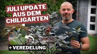 July Challenge from Hell: Grafting - how to get more out of your plant!