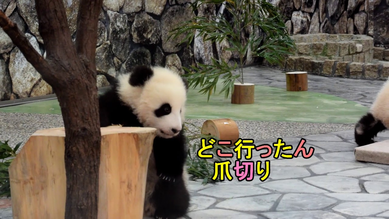 パンダ 妄想 劇場 2 おしゃれな娘と悩めるお父さんたちの巻 Youtube