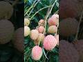 barish ke baad lichi kya lag raha hai dude so beautiful fruits