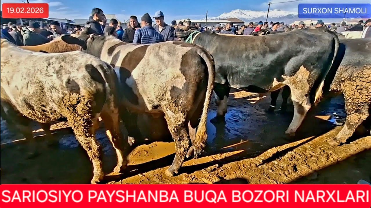 19.02.2026 SARIOSIYO PAYSHANBA MOLBOZORIDAN KJCHIK VA KATTA BUQA NARXLARI