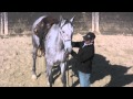 Bridling the really hard to bridle horse (that is 17.1 hands high ! )